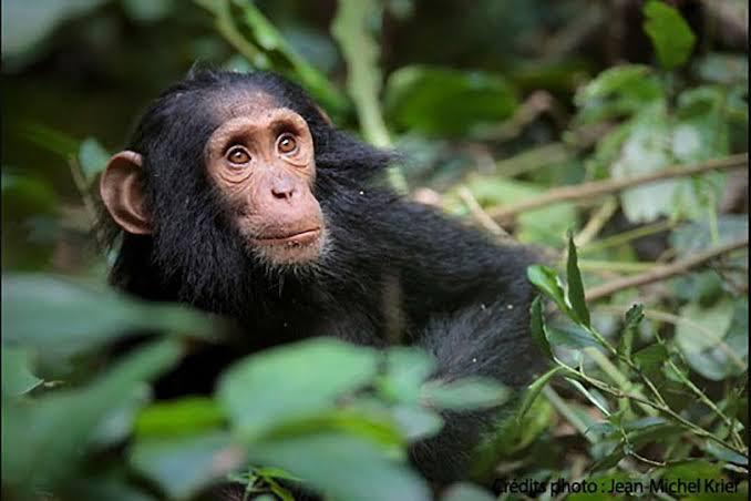 Stars des zoos : Kouba, le bébé chimpanzé, a surmonté son deuil - Le  Parisien